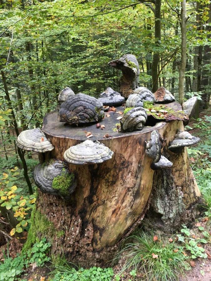 Gaestehaus Haaser Hotel Bad Peterstal-Griesbach Eksteriør billede